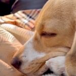 『犬を飼うことに大反対』していた母→今となっては…当時では考えられない『まさかの末路』に「可愛さにやられたか」「まさに沼ｗ」と反響(ブログ)