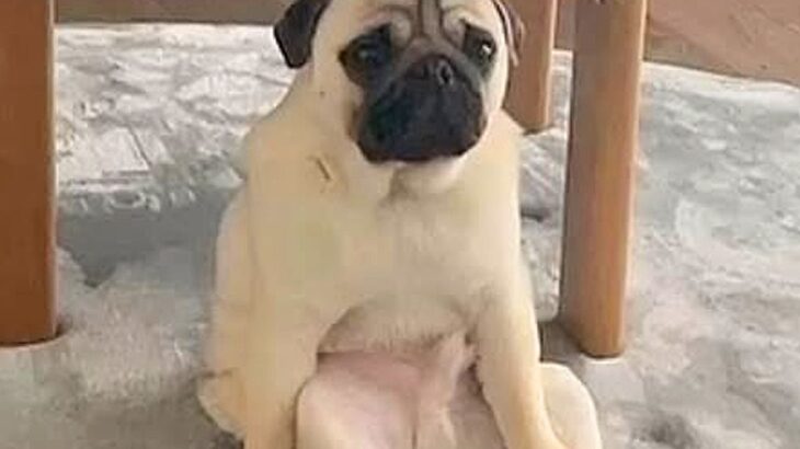 こたつ布団を片付けたら、犬が…思った以上に絶望する姿と『まさかの結末』が21万再生「悲壮感が凄いｗ」「絶対中におじさんいる」と爆笑(ブログ)