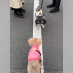 『白線の上を歩きたい』犬同士の取り合いが勃発→攻防戦の末に…平和すぎる『可愛い展開』に「譲り合いの精神ｗ」「優しい」と8万再生の反響(ブログ)