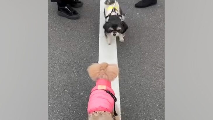 『白線の上を歩きたい』犬同士の取り合いが勃発→攻防戦の末に…平和すぎる『可愛い展開』に「譲り合いの精神ｗ」「優しい」と8万再生の反響(ブログ)