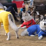 5頭のハスキー犬と一緒に『キャンプ』に行ったら…疲れすぎて『体力の限界』を迎えた光景と微笑ましい結末が5万再生「幸せな寝顔」と絶賛(ブログ)