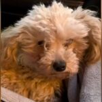 足が壊死し『病気で使えない』と捨てられた犬→２匹の犬と共に保護した結果…涙腺崩壊する『現在の様子』が25万再生「泣いた」「素晴らしい」(ブログ)