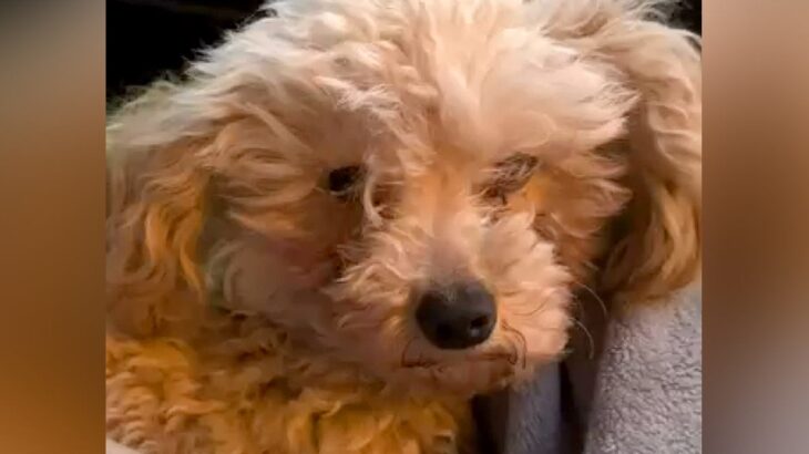 足が壊死し『病気で使えない』と捨てられた犬→２匹の犬と共に保護した結果…涙腺崩壊する『現在の様子』が25万再生「泣いた」「素晴らしい」(ブログ)