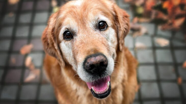 犬を『長生きさせる』ためにできること5選 　注意すべきお世話の仕方まで解説(ブログ)