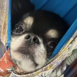 家事をしていたら、雷に怯えてしまった犬が…まるで赤ちゃん？可愛すぎる対処方法に「うちも一緒ｗ」「真顔で笑った」と131万表示の反響(ブログ)