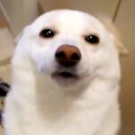 『間違ってなかった』人生で初めて犬を飼った結果→13年後…思わず涙がでる『現在の光景』が435万標示「大正解」「愛情伝わる」と絶賛(ブログ)