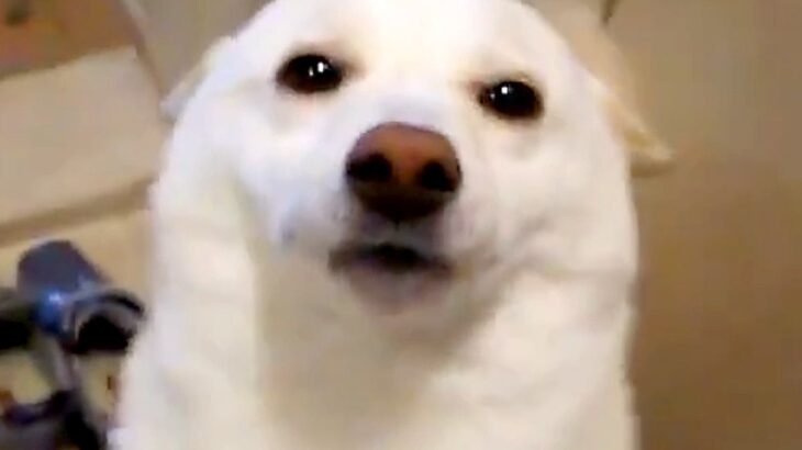『間違ってなかった』人生で初めて犬を飼った結果→13年後…思わず涙がでる『現在の光景』が435万標示「大正解」「愛情伝わる」と絶賛(ブログ)