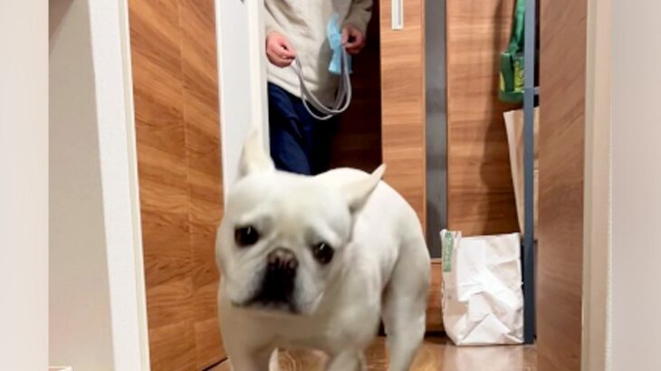 『絶対散歩に連れて行きたいお父さん VS 絶対行きたくない犬』→あの手この手を繰り出す『仁義なき戦い』に爆笑「声出して笑った」と5万再生(ブログ)
