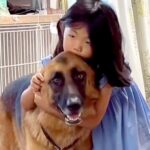 『数十年後、大人になった時に…』小さな女の子と大型犬が”一緒に成長していく光景”に涙が溢れると65万再生「泣けてきた」「素敵な日々を」(ブログ)