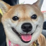お出かけでワクワクしている犬→行き先が『病院』と分かった瞬間…まるで別の犬のような『絶望顔』が195万表示「あからさまｗ」「詐欺で草」(ブログ)