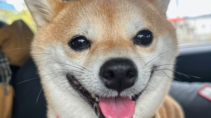 お出かけでワクワクしている犬→行き先が『病院』と分かった瞬間…まるで別の犬のような『絶望顔』が195万表示「あからさまｗ」「詐欺で草」(ブログ)