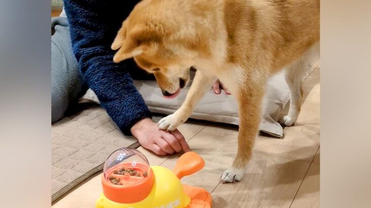 押したらオヤツが出るおもちゃに犬が苦戦していたら…まさかの『協力を仰ぐ光景』が癒されると192万再生「ちょんってするの最高ｗ」と絶賛(ブログ)
