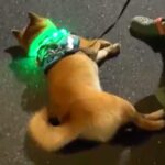夜、お散歩していたら犬がパタンと倒れてしまい…思った以上の『全力な帰宅拒否』と結末が79万再生「突然のバッテリー切れｗ」「子供と同じ」(ブログ)