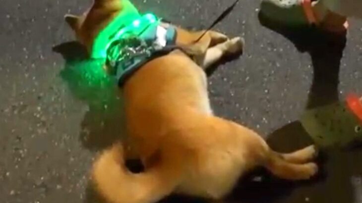 夜、お散歩していたら犬がパタンと倒れてしまい…思った以上の『全力な帰宅拒否』と結末が79万再生「突然のバッテリー切れｗ」「子供と同じ」(ブログ)
