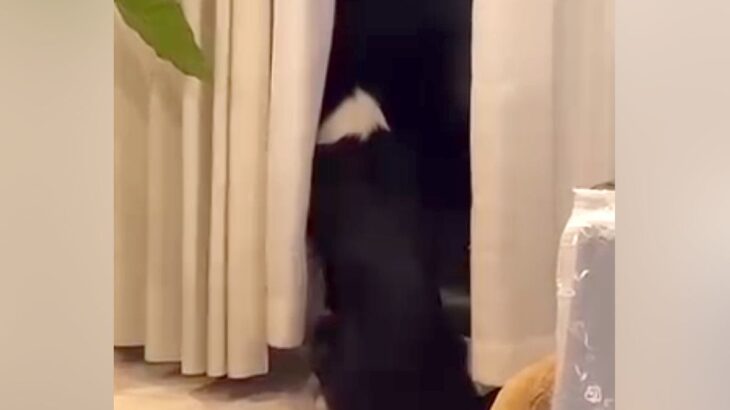 『帰ってこないよ…』海外出張中のお父さんを待ち続ける犬→思った以上に『切ない後ろ姿』が11万再生「人間の子供みたい」「健気すぎる」の声(ブログ)