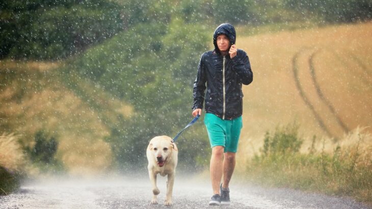 雨が降る日の『犬の散歩』気をつけるべきポイントとは？快適に歩くためのコツから帰宅後のケアの方法まで(ブログ)