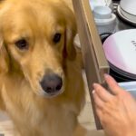 勝手に引き出しを開けてしまう大型犬…可愛い理由と『コントのようなやり取り』が６万再生「絶対に諦めないの可愛いｗ」「とても賢い笑」と反響(ブログ)