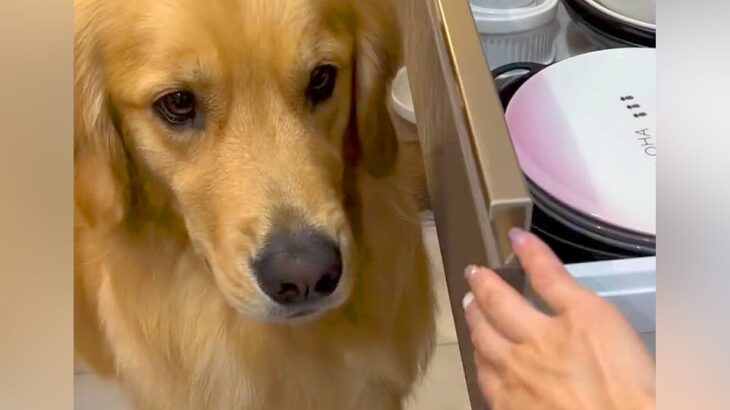 勝手に引き出しを開けてしまう大型犬…可愛い理由と『コントのようなやり取り』が６万再生「絶対に諦めないの可愛いｗ」「とても賢い笑」と反響(ブログ)