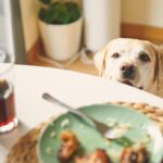 犬を不幸にしてしまう『甘やかし』5つ　手に負えなくなってしまうかも？正しい接し方まで解説(ブログ)