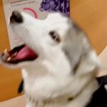 動物病院のお姉さんを愛しすぎている大型犬→再会した次の瞬間…感情が爆発して『ぶっ壊れてしまう光景』に10万再生の反響「肉食系ｗｗ」と爆笑(ブログ)