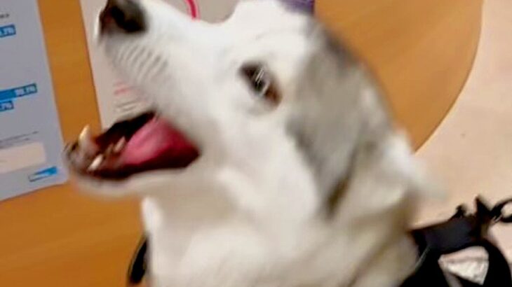 動物病院のお姉さんを愛しすぎている大型犬→再会した次の瞬間…感情が爆発して『ぶっ壊れてしまう光景』に10万再生の反響「肉食系ｗｗ」と爆笑(ブログ)