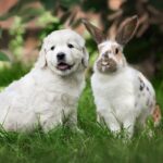 犬と『一緒に飼いやすい』動物4選　相性の良さや習性の違い、注意すべきことまで(ブログ)