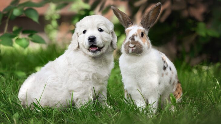 犬と『一緒に飼いやすい』動物4選　相性の良さや習性の違い、注意すべきことまで(ブログ)