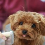 犬のお手入れ道具はこだわるべき？ケアの負担を減らせる選び方のポイントとは(ブログ)