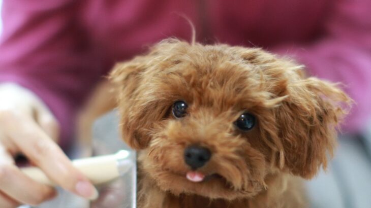 犬のお手入れ道具はこだわるべき？ケアの負担を減らせる選び方のポイントとは(ブログ)