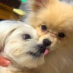 同居犬が亡くなり落ち込んでいた犬→新しい家族が増えたら…感動的な『現在の光景』に「幸せそうで素敵」「一緒に幸せになって」と反響(ブログ)