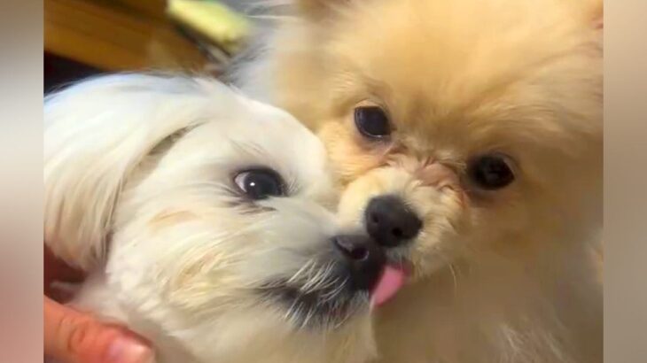 同居犬が亡くなり落ち込んでいた犬→新しい家族が増えたら…感動的な『現在の光景』に「幸せそうで素敵」「一緒に幸せになって」と反響(ブログ)