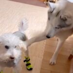 格好いいハスキー犬→クールな性格かと思いきや…180度イメージが変わる『情けなすぎる行動』が33万再生「1番大きいのにｗ」「ドジっ子ｗ」(ブログ)