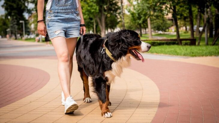 『モラルがない犬の飼い主』の行動5選　周りが大迷惑しているタブー行為や守るべきマナーまで(ブログ)