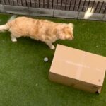 大型犬に『遊んでいた女の子が突然姿を消すドッキリ』を仕掛けてみたら…愛おしい結末に「イリュージョンｗ」「楽しそう」と2万再生(ブログ)