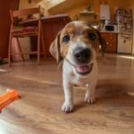 子犬を迎えたら『室内の探索』をさせたほうがいい？安全を約束して安心できる空間にしよう(ブログ)