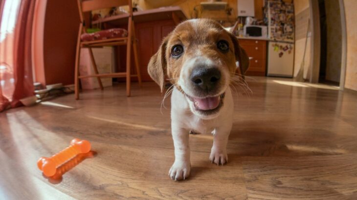 子犬を迎えたら『室内の探索』をさせたほうがいい？安全を約束して安心できる空間にしよう(ブログ)