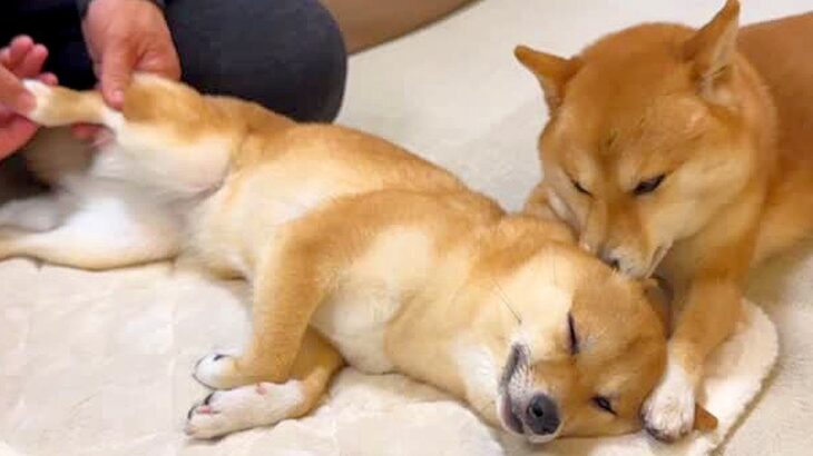 犬をマッサージをしていたら『まさかの助っ人』が登場→あまりにも『尊くて優しい時間』が16万再生「お姫様」「最高のリラックスタイム」と絶賛(ブログ)