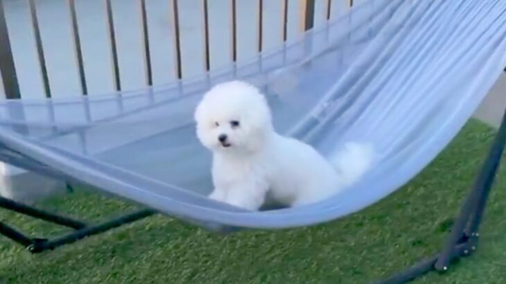 生まれて初めて『ハンモック』に乗った犬→楽しんでくれるかと思ったら…まさかの『愛おしい反応』に「ゆらゆら可愛い」と1万いいね集まる(ブログ)