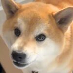『どうせ置いて行くんでしょ…』パパの仕事が大嫌いな犬→引き留めるためにした『まさかの行動』が146万再生「八つ当たりで草」「笑ったｗ」(ブログ)