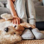犬が『飼い主を頼っている』ときにみせる仕草や行動5選　頼りになる存在だと認識してもらうために日頃からできることとは？(ブログ)