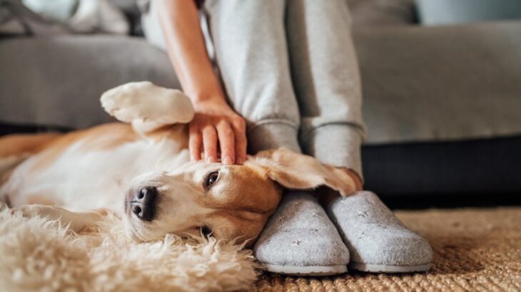 犬が『飼い主を頼っている』ときにみせる仕草や行動5選　頼りになる存在だと認識してもらうために日頃からできることとは？(ブログ)