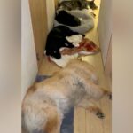 夜、トイレに行こうと部屋を出たら→大型犬たちが通せんぼしてきて…まさかの光景が128万再生「可愛いの大渋滞ｗ」「圧巻」と大反響(ブログ)