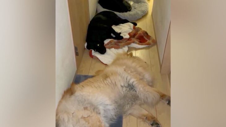 夜、トイレに行こうと部屋を出たら→大型犬たちが通せんぼしてきて…まさかの光景が128万再生「可愛いの大渋滞ｗ」「圧巻」と大反響(ブログ)