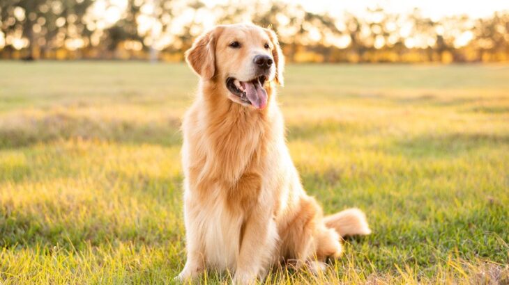 人気の『大型犬』ランキングトップ4　主な特徴や共通点、必要な飼育環境まで解説(ブログ)