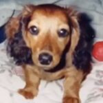 『尻尾が折れ曲がっているから』と売れ残った犬を飼ったら…亡くなるまでを綴った『家族との記録』に涙が止まらないと57万再生「めちゃ泣いた」(ブログ)