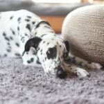 犬は『留守番中』に何を考えているの？ひとりになったときの5つの心理や注意点まで(ブログ)