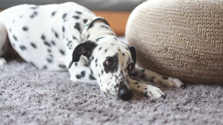 犬は『留守番中』に何を考えているの？ひとりになったときの5つの心理や注意点まで(ブログ)