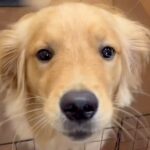 一度もお母さんから離れたことがなかった大型犬→５日ぶりの再会で…とんでもなく可愛い『喜びの舞』に「嬉しさ爆発してる」と３万再生の反響(ブログ)