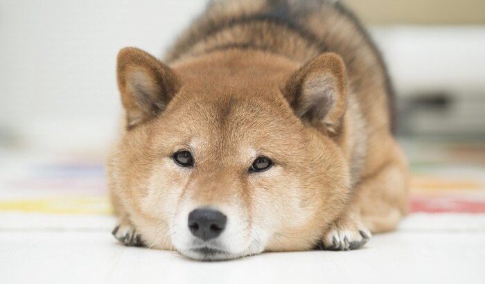 柴犬に突然現れる「眉毛」の正体とは？眉毛期や麻呂眉の理由も紹介(ブログ)