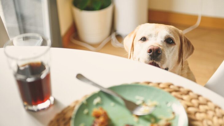 犬が人のごはんを見てくる理由5つ　可愛いおねだりへの適切な対処法まで(ブログ)